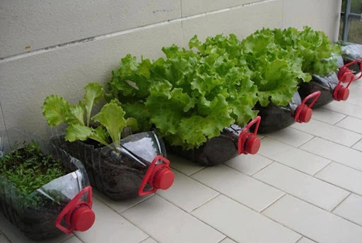 Tái chế can nhựa trồng rau cực đơn giản